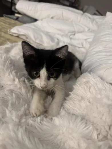 A baby medium-sized male Black & White / Tuxedo Domestic Short Hair cat named Groot for adoption in Liverpool, TX
