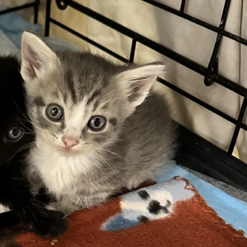 A baby small-sized female Gray / Blue / Silver Domestic Short Hair cat named Latasha for adoption in Galax, VA