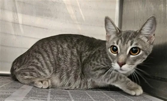 A young medium-sized female Domestic Short Hair cat named Bri for adoption in Los Angeles, CA