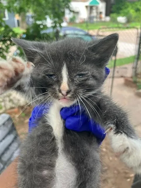 A baby small-sized female Domestic Short Hair cat named Mickey for adoption in Dallas, TX