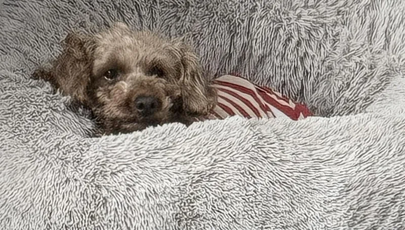 An adult small-sized female Red / Chestnut / Orange Miniature Poodle dog named Sienna for adoption in Vermilion, OH