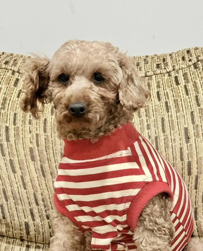 Sienna thumbnail 2