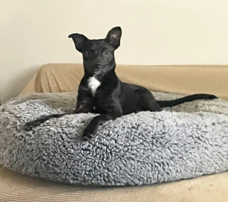 A young medium-sized female Chihuahua dog named Twinkles for adoption in Augusta, ME