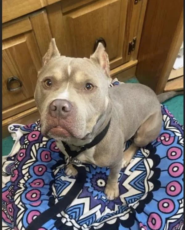 An adult medium-sized male Yellow / Tan / Blond / Fawn Pit Bull Terrier dog named Froggy for adoption in Tinton Falls, NJ