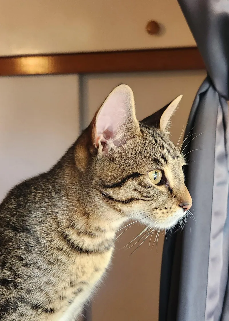 A young medium-sized male Domestic Short Hair cat named Bonded Teen brothers Frodo for adoption in Hillsboro, OR
