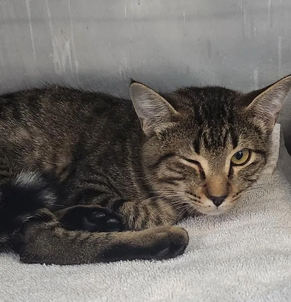 Mesquite thumbnail 2