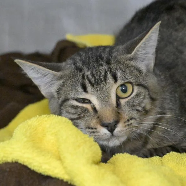 Mesquite thumbnail 3