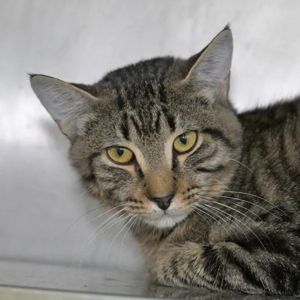 Mesquite thumbnail 4