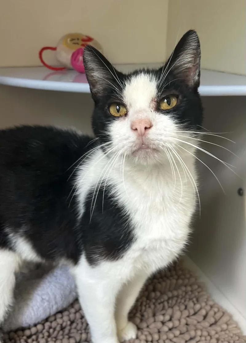 A young medium-sized male Black Domestic Short Hair cat named Samuel for adoption in Elizabethtown, NY