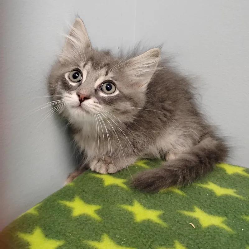 A baby small-sized male Gray / Blue / Silver Domestic Long Hair cat named Orko for adoption in Winchester, TN