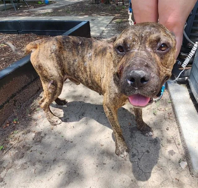 A young medium-sized male American Staffordshire Terrier dog named Bear for adoption in San Antonio, TX