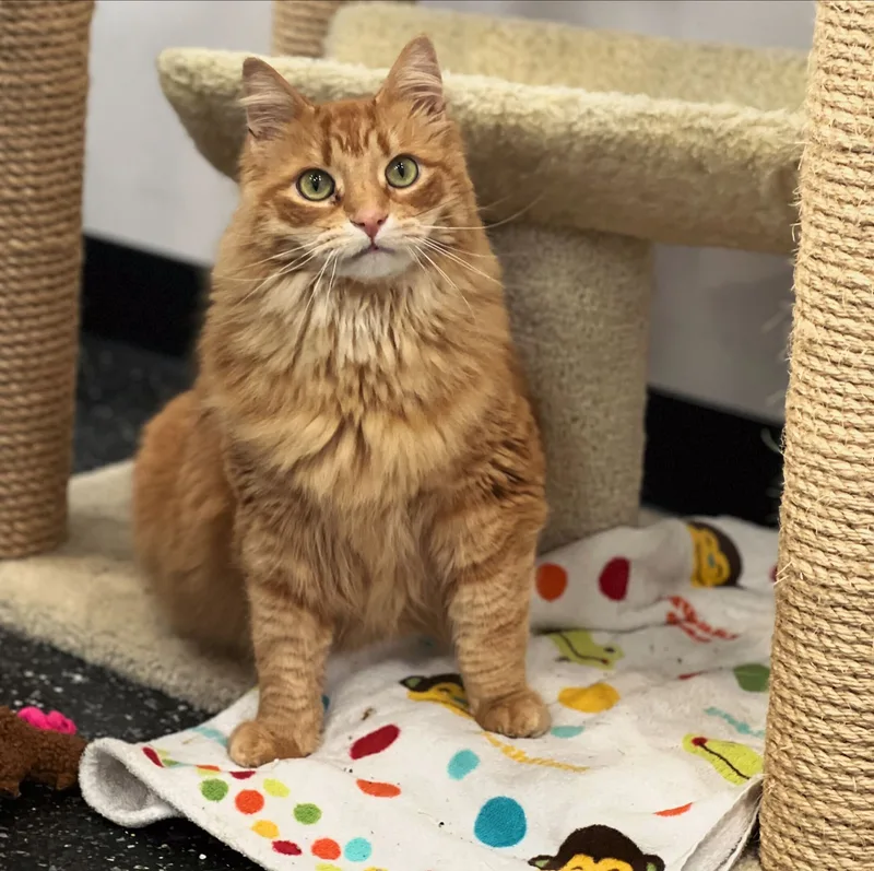 Ron Weasley thumbnail 4