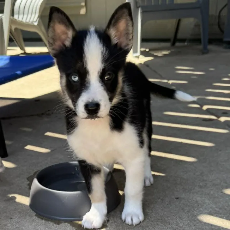 A baby medium-sized female Black Husky dog named Rowena for adoption in Olathe, KS