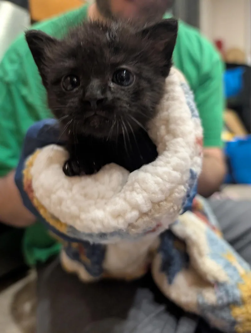 A baby medium-sized male Domestic Short Hair cat named Apollo for adoption in Vacaville, CA