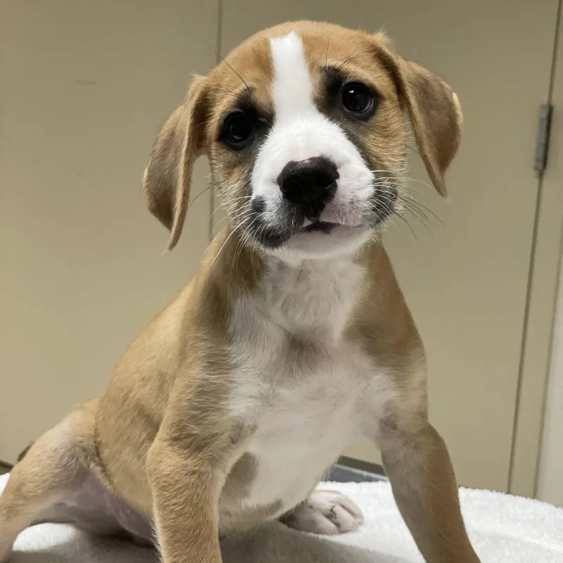 A baby small-sized male Yellow / Tan / Blond / Fawn Terrier dog named Zeus for adoption in Riverside, CA