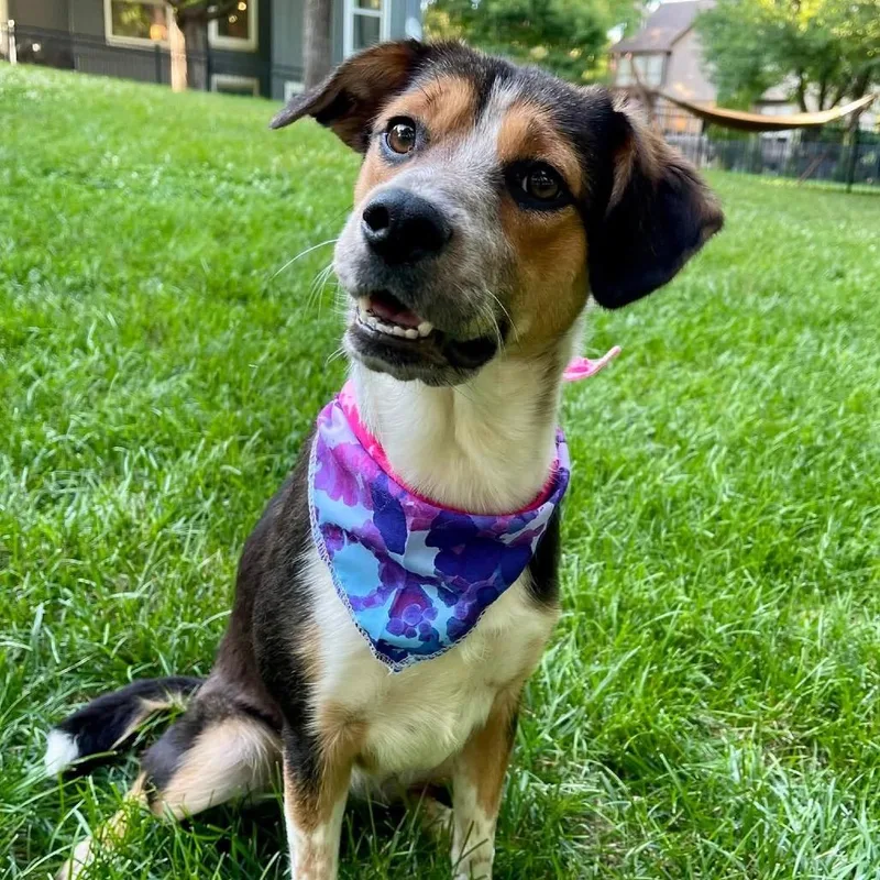 A young medium-sized female Gray / Blue / Silver Australian Cattle Dog / Blue Heeler dog named Sunny Skye for adoption in Olathe, KS