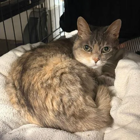 A senior medium-sized female Domestic Short Hair cat named Tammi for adoption in Cumming, GA