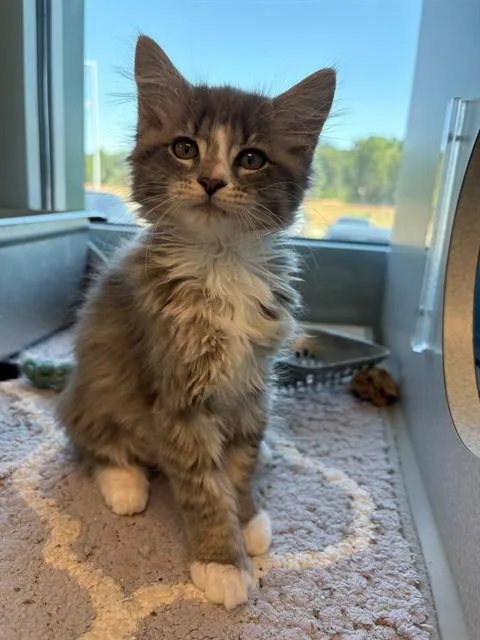 A baby small-sized female Domestic Medium Hair cat named Bug Light for adoption in Leesburg, VA