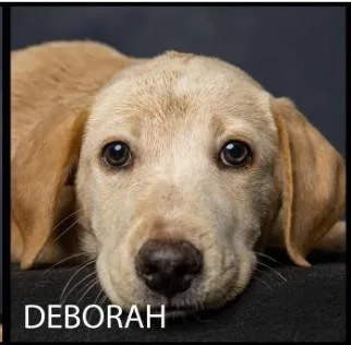 Deborah thumbnail 2