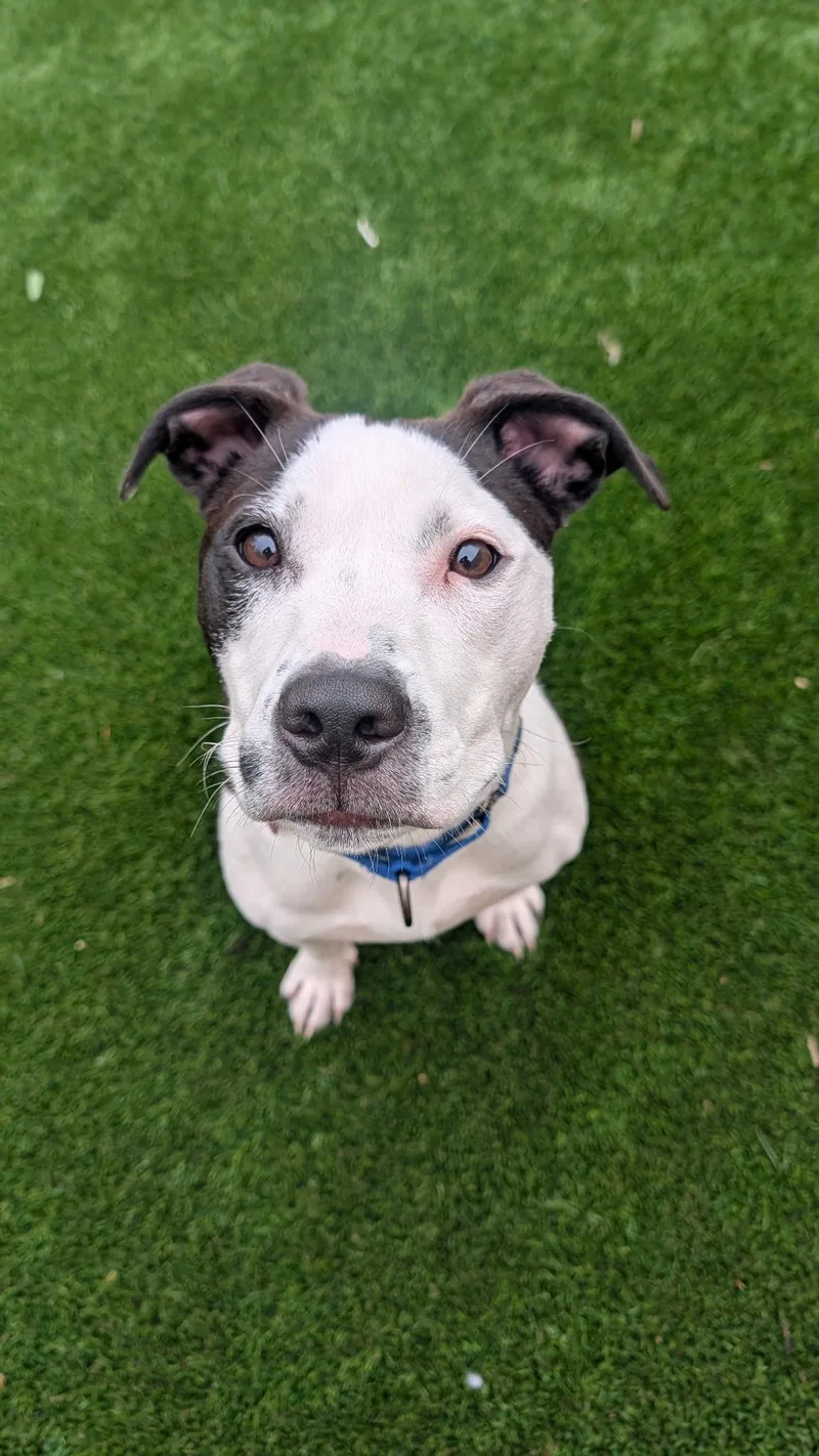 A young medium-sized male Black Pit Bull Terrier dog named Petey for adoption in Breinigsville, PA