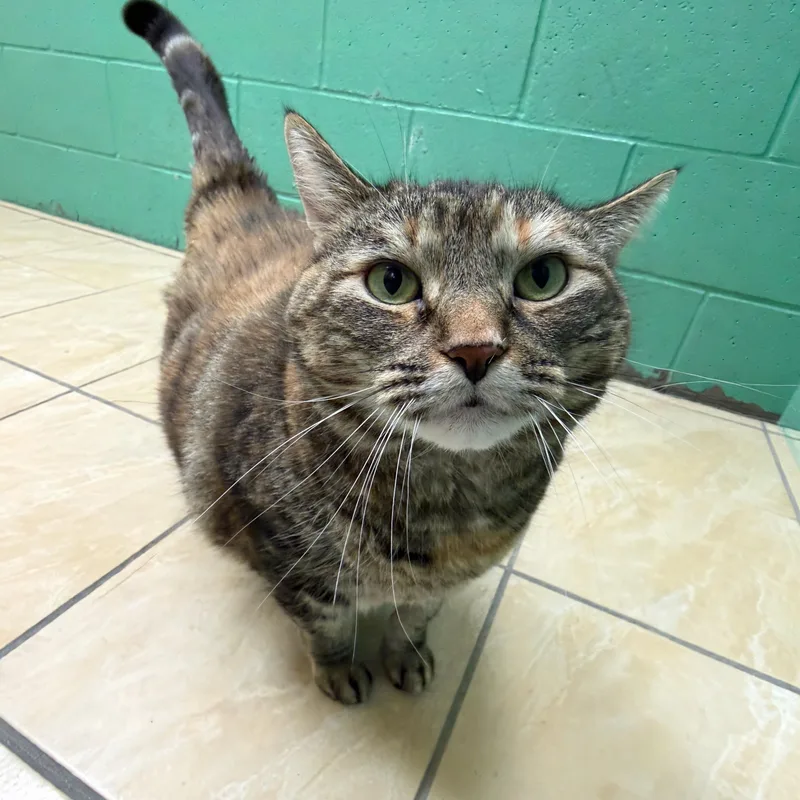 An adult extra large-sized female Domestic Short Hair cat named Willa for adoption in Latrobe, PA