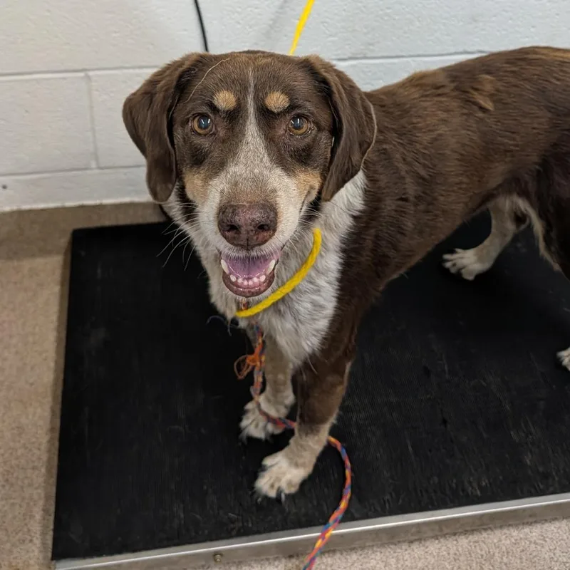 A senior medium-sized female Brown / Chocolate Cattle Dog dog named Sadie for adoption in Ardmore, OK