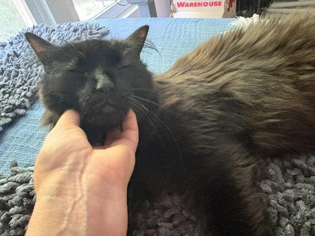 An adult medium-sized male Maine Coon cat named Apollo for adoption in Herndon, VA