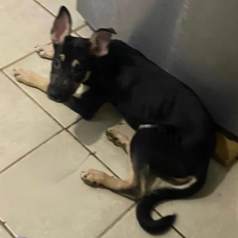A young small-sized male Black German Shepherd Dog dog named Tostada for adoption in Lakewood, CO
