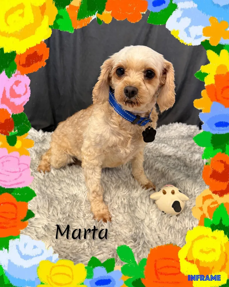 An adult small-sized female White / Cream Cavapoo dog named Marta for adoption in Fredericksburg, VA
