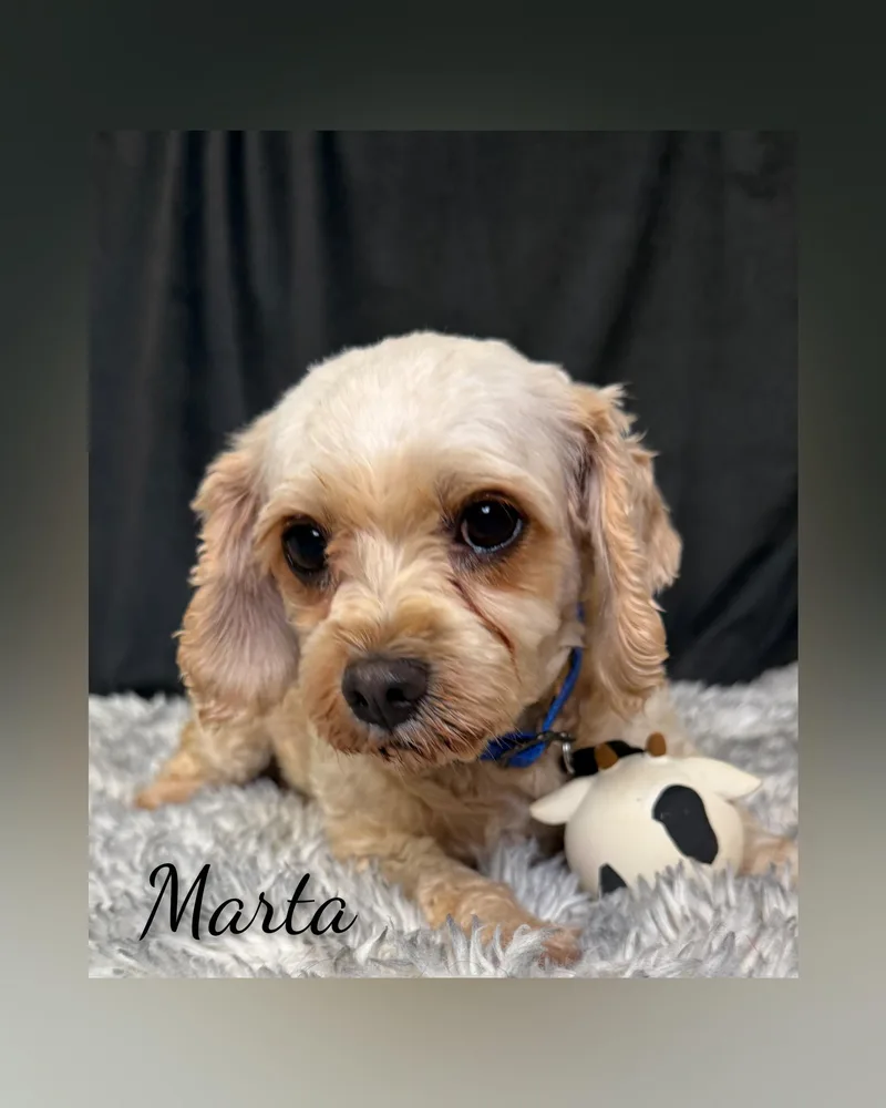Marta thumbnail 5