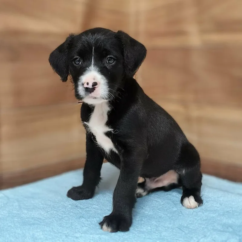 A baby medium-sized male Black Standard Poodle dog named Scout for adoption in Griswold, CT