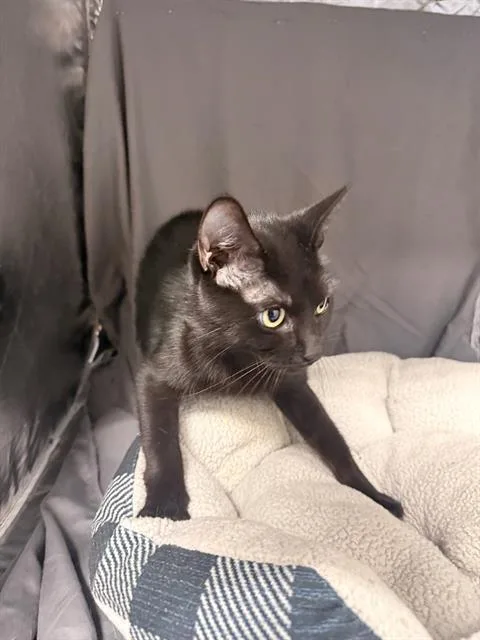 An adult medium-sized female Domestic Short Hair cat named Mia for adoption in Appling, GA