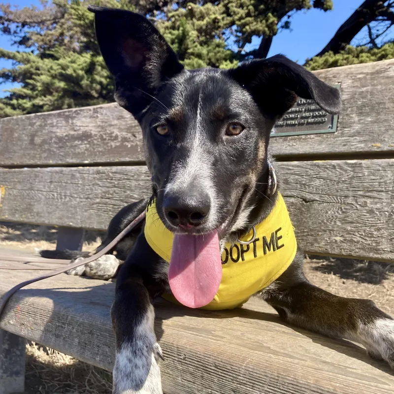 A baby large-sized female German Shorthaired Pointer dog named Reba for adoption in Berkeley, CA