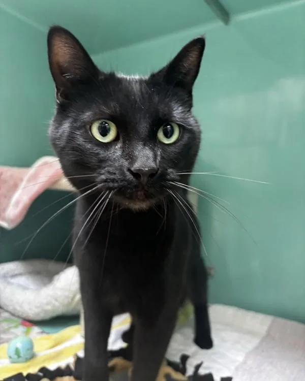An adult small-sized male Domestic Short Hair cat named Beckett for adoption in Novato, CA