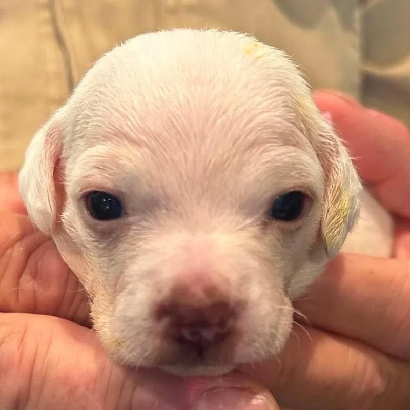 A baby small-sized female Yellow / Tan / Blond / Fawn Chihuahua dog named Ellie for adoption in Nampa, ID