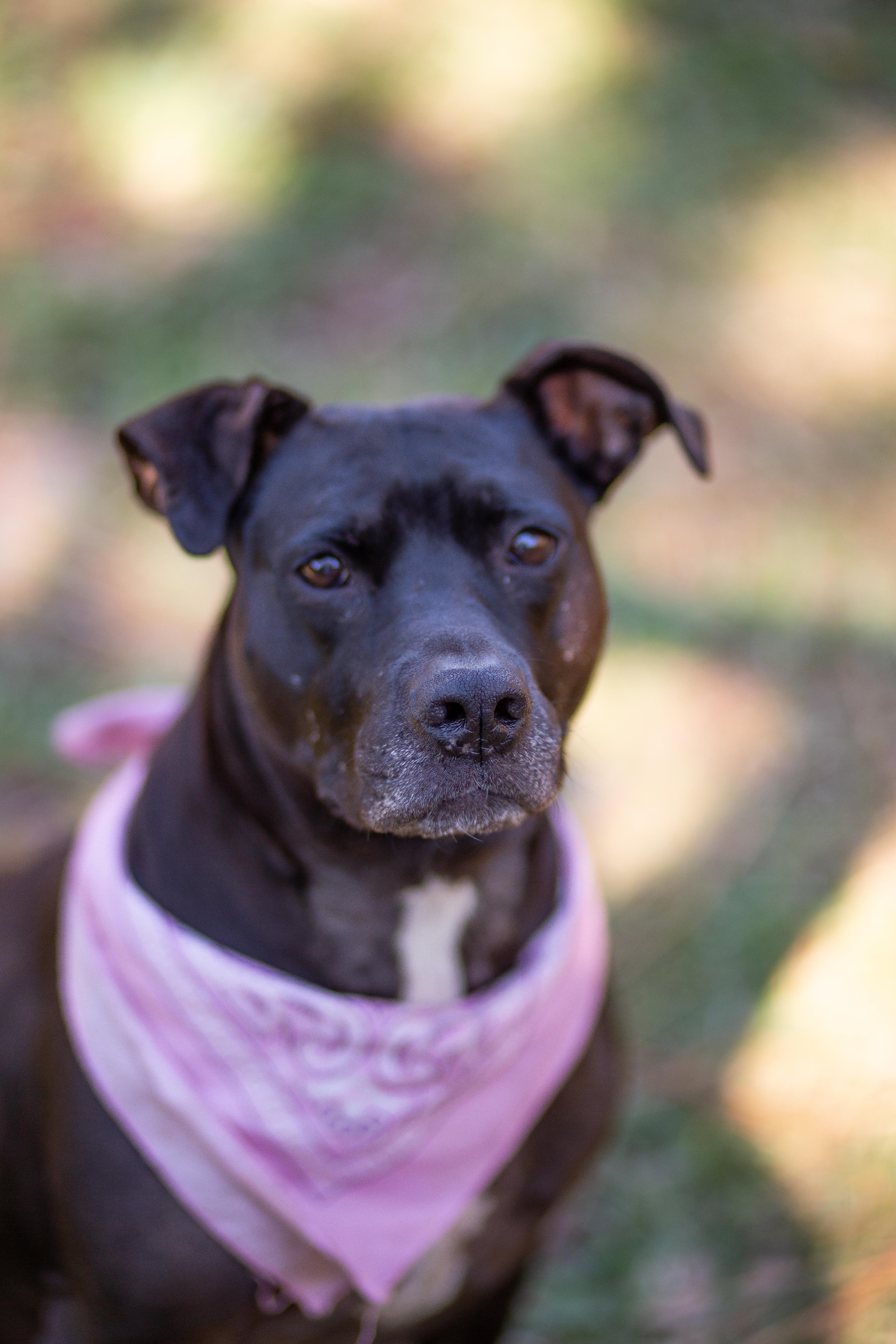 An adult medium-sized female Labrador Retriever dog named Vespa for adoption in tampa, FL