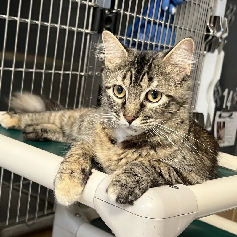 An adult medium-sized female Domestic Medium Hair cat named Wanda for adoption in Ottawa, KS