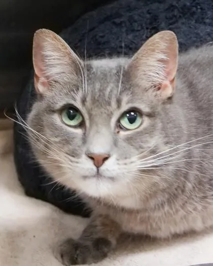 An adult small-sized female Domestic Short Hair cat named Georgie for adoption in Fishers, IN