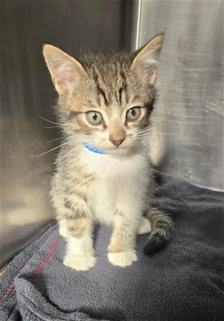 A baby small-sized male Domestic Medium Hair cat named Pedro for adoption in Rancho Cucamonga, CA