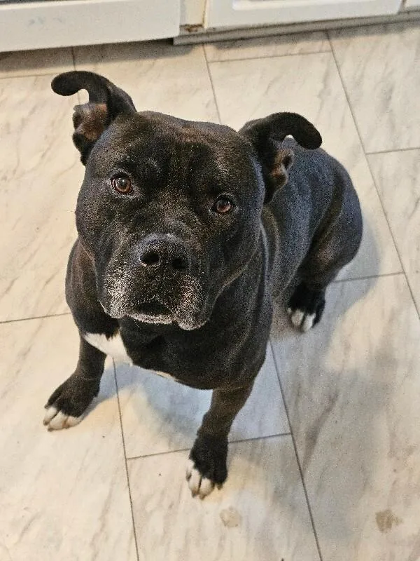 An adult large-sized male Black Pit Bull Terrier dog named Sunka for adoption in Cincinnati, OH