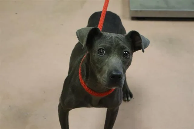 A young medium-sized female Mixed Breed dog named Luna for adoption in Columbia, SC