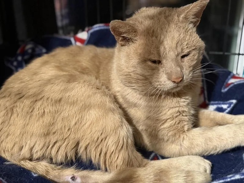 A senior large-sized male Orange & White Domestic Short Hair cat named Jasper for adoption in Telford, PA