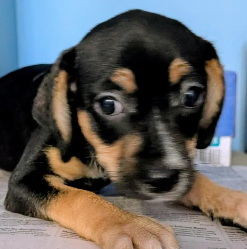 Fiona