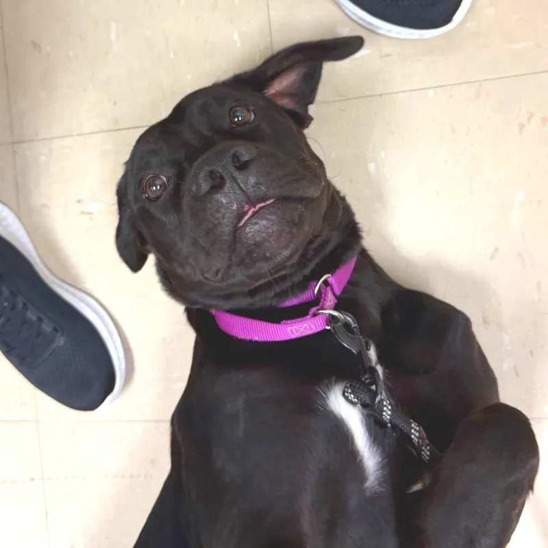 A young large-sized female Mixed Breed dog named Inessa for adoption in Pittsburgh, PA