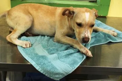 A baby large-sized male Labrador Retriever dog named Lestat for adoption in Picayune, MS