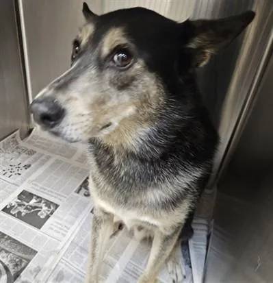 An adult medium-sized male Mixed Breed dog named Chai for adoption in Los Angeles, CA
