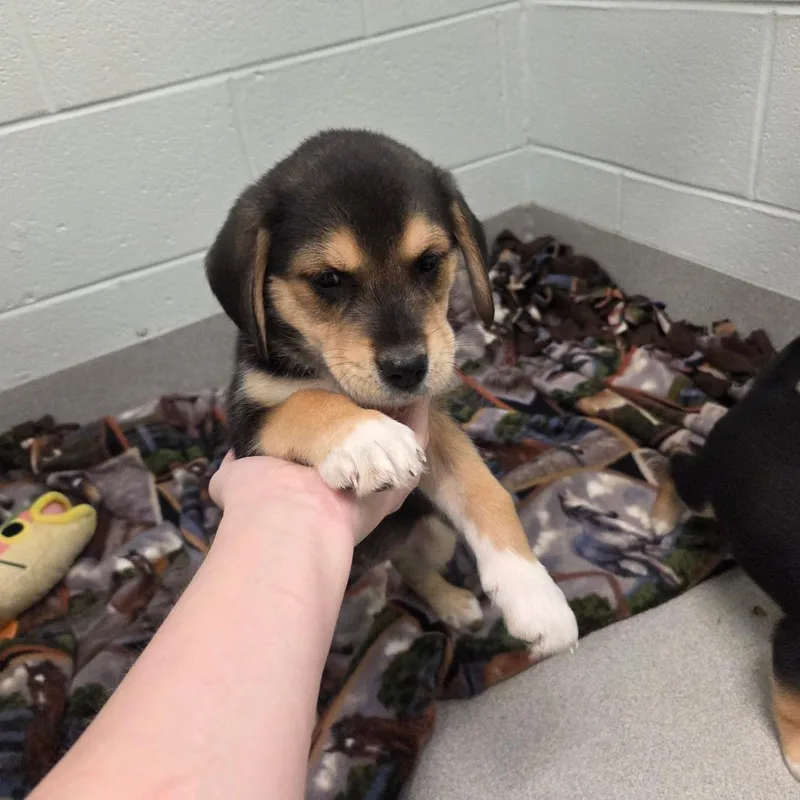A baby small-sized male Brown / Chocolate Mixed Breed dog named Joey for adoption in Chattanooga, TN