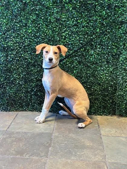 A young small-sized female Brown / Chocolate Mixed Breed dog named 61278729 for adoption in El Paso, TX