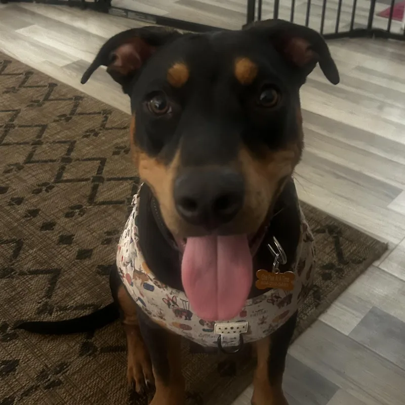 A young medium-sized male Mixed Breed dog named Mossy for adoption in atlanta, GA