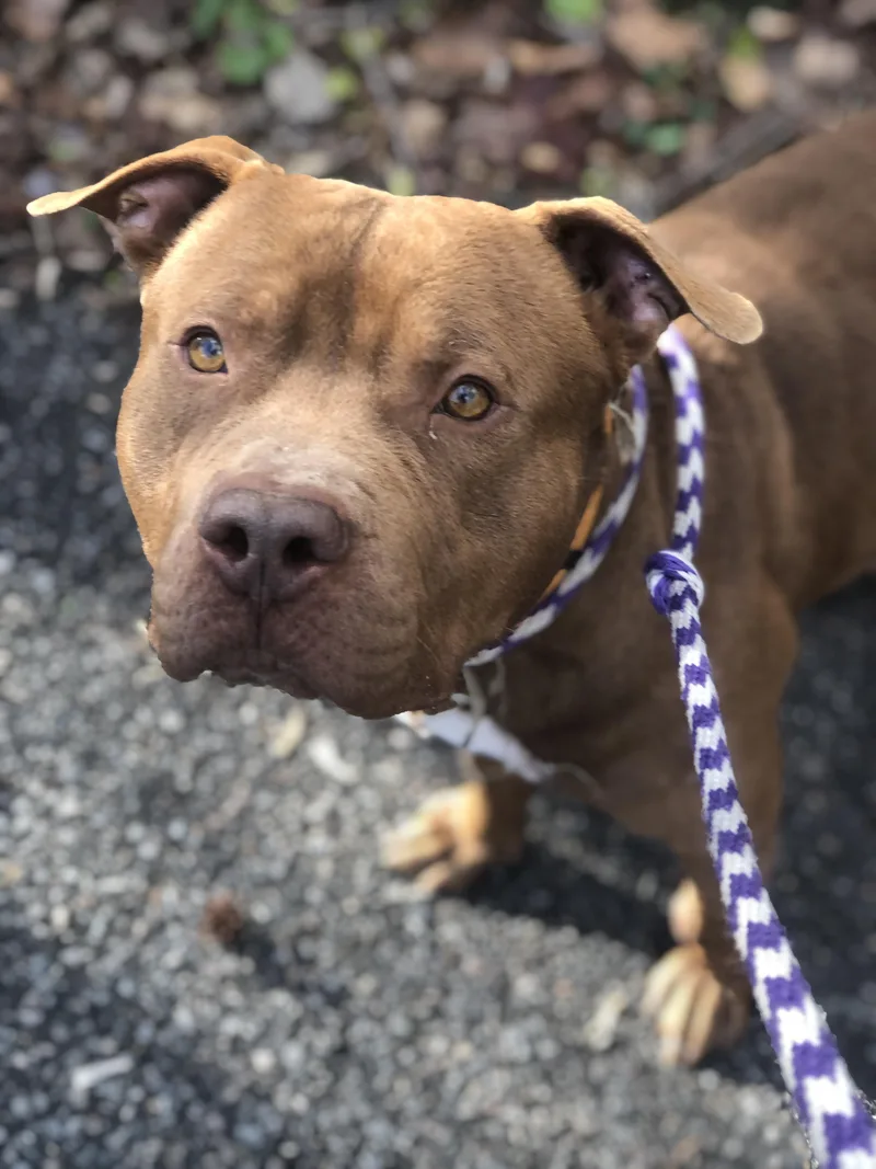 A young large-sized male Brown / Chocolate Pit Bull Terrier dog named Gunner for adoption in Petersburg, VA